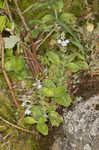 Common gypsyweed